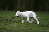 DOGUE ARGENTIN 304